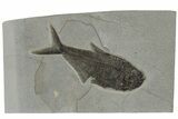 Fossil Fish (Diplomystus) From Bottom Cap Layer #222858-1